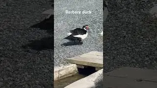 Black and white barbary duck (aka domestic Muscovy duck) at Hacienda Buena Vista