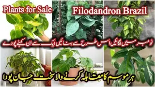 How To Grow Permanent Plants From Cutting InNovember How to set healthy philodendron with mose stick