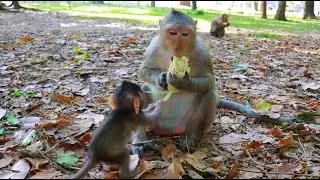 Little Baby Sapphire Want To Eats Fresh Corn With Mom Spring