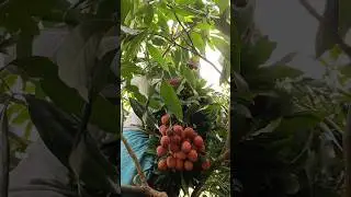 Litchi (Variety: Muzaffarpur) Harvesting #shorts #shortsvideo #litchi