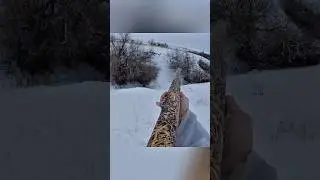 Быстрая охота на кролика &mdash; идеальный выстрел#охота #кролик #охотанакролика #выстрел #охотник