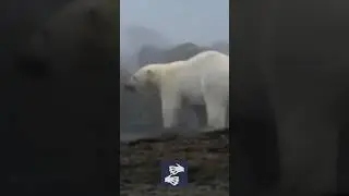 Snoop Dogg Animal Planet Commentary... (Polar Bear)