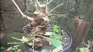 Bonsai project: Molave tree part 1 Cutting back of Branches
