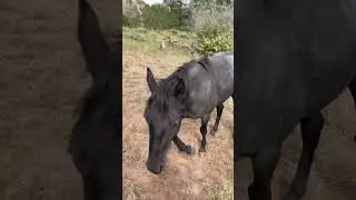 ROOSTER the pretty blue roan #jheart