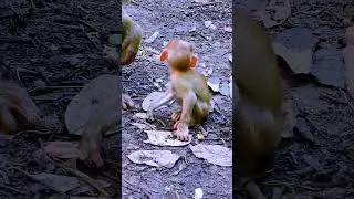 Unveil the charm of the Sovana family's baby monkeys known for their intelligence, as they delight i