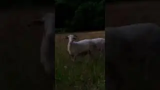 Ma balade du soir&hellip; avec une ch&egrave;vre, un cheval, une vache et un bouc ! 😄🌙