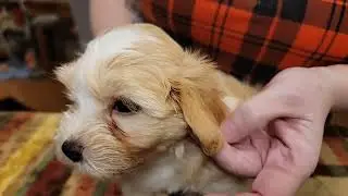 Havanese puppies - Genie's puppies 7 weeks old