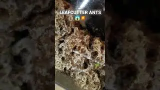 LEAFCUTTER ANTS! Acromyrmex octospinosus. #ants #animals #shorts