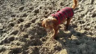 Beach stroll at Shoebury east beach Jan 2017