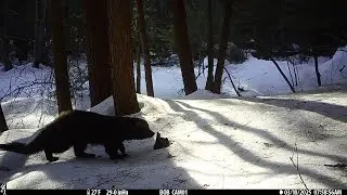 Multi Species Scent Stump! And squirrel jumping at an owl! Crazy!