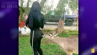 MEMES 888 - BAMBI SE VOLVIÓ LOCO