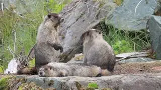 Nature is the future - Animal life