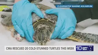 Clearwater Marine Aquarium rescues cold-stunned sea turtles amid frigid temperatures