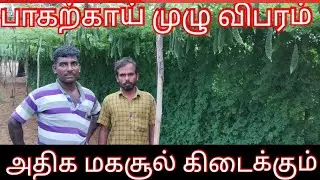 பாகற்காய் ஏப்படி லாபம் கிடைக்கும் a.z#lifeofindia #agriculture #vivasayam #vivasayi  #viralvideo