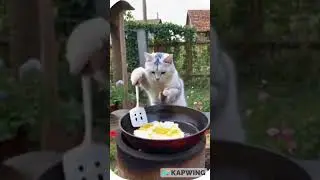 Adorable Cats in the Kitchen!