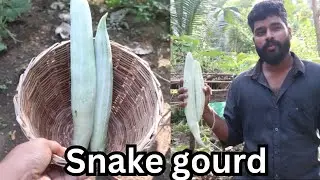 Snake Gourd | Harvesting | Happy to Say | Happy Face | Full fill #nikethan #daily_night #farming