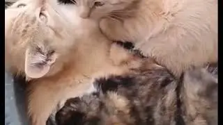 Kittens in a flower pot # kittens # animals # cats # kittenvideos # catvodeos