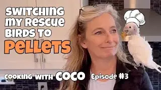 HOW TO GET YOUR BIRD TO EAT PELLETS | Pellet Diet For Parrots, Tips and Tricks