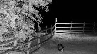 Tawny Owl watches an oblivious badger pass by - with sounds