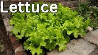 Growing Lettuce at home | From Seed to Harvest | Lettuce