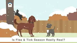 Does Cold Weather Kill Fleas and Ticks?