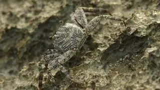 Sally Lightfoot Crab (Grapsus grapsus)