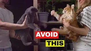 5 Proven Ways to Introduce Cats