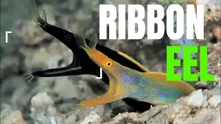Journey into the Unknown:Unraveling the Enigma of the Ribbon Eel#fascinatinganimals,ribboneel#animal