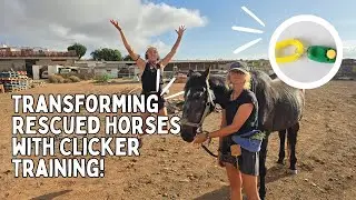 Clicker Training 101: How We Train Rescued Horses | Tenerife Horse Rescue