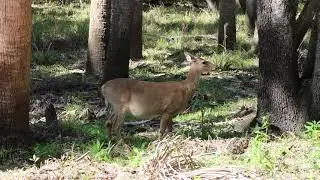 Wildlife in Myakka River State Park in Florida #flstatepark #stateparks #florida #myakka #wildlife