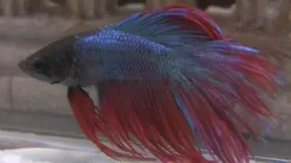 Crowntail Red & Blue Betta