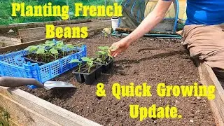 Allotment Diary : Planting French Beans : Quick Plot Tour