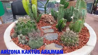 Arizona Kaktüs Arajman/Nelere Dikkat Etmeliyiz