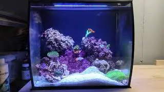 Fluval Flex 15 Saltwater Reef Tank - Modified to sustain Corals