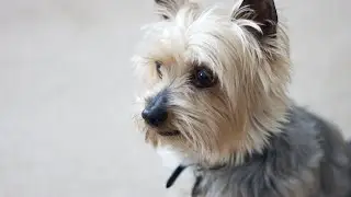 Decoding Your Yorkie s Tail Language