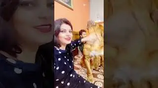 Meet My Simba ❤️✌️#dog #dogsofinstagram #dogs #pets #pet #trending #trend #ytshorts #ytshorts #love 
