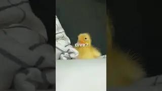 🦆 