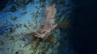 Ant Atoll Deep Wall 16 07 2016