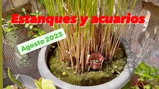 Resumen : Estanques y acuarios