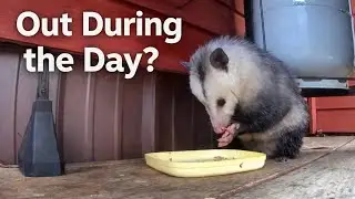 Unexpected Daytime Visitor: Opossum Enjoys a Porch Meal 