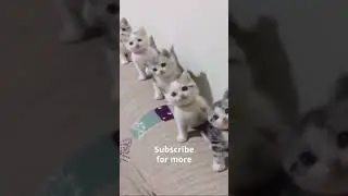 OMG So Cute Cats &hearts; Best Funny Cat Videos 2021 #Shorts