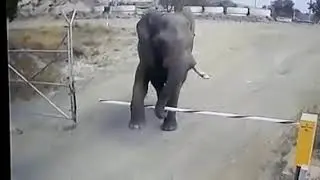 Elephant vs. CENTURION SECTOR traffic barrier