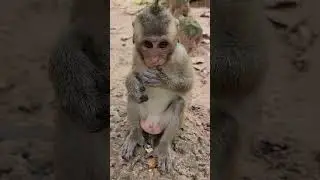 Beautiful cutie  monkey 🐒 most active 😍 #shorts #viral #animal #monkey #shortvideo