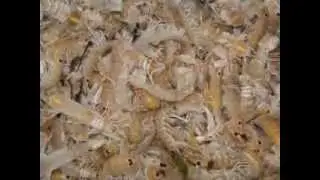 CIFT Chitin & Chitosan Film.wmv