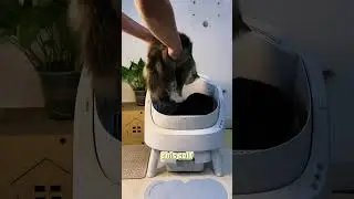 Have you seen an automatic litter box for under $200? #catshorts #cat  #catlitter  #PetPivot