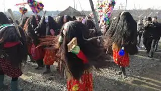 Mascatii belcesti 2017 #2