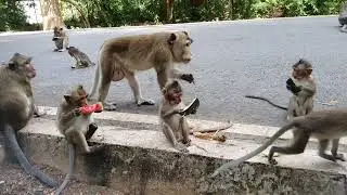 Wildlife monkey Mohanokor and Amber troop - Monkey Wildlife 260