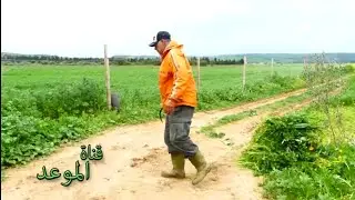 نربي في الأبقار ، العلفة غالية نخرج نهز الحشيش نعاون به ، العجل الصغير ب600 دينار مزال كي تولد 