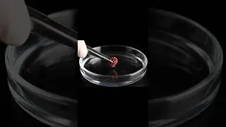 Metal proliferation, chemical reaction of metals #asmr  #asmrforrelaxation