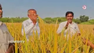యాసంగిలో అధికదిగుబడి vishwa paddy Varietes| వరిలో అధికదిగుబడి| ఎకరంలో 36 క్వింటాలదిగుబడి|@vigneshtv